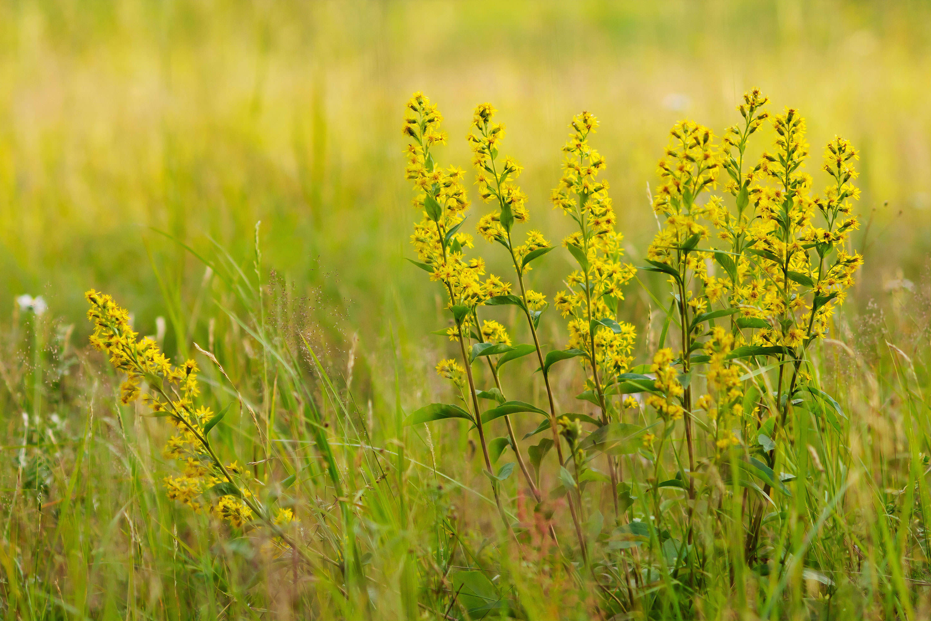 SanteFIX St. John's Wort Cream ORGATICS